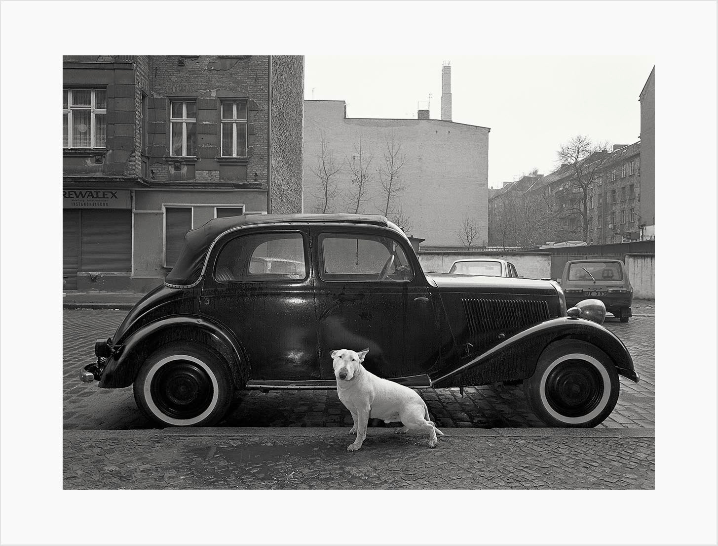 Harf Zimmermann "Hufelandstraße 1055 Berlin" #871000_18, Rocky, Bullterrier
(englischer Kamphund)